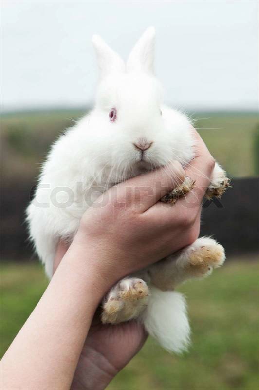 Woman hold white rabbit on farm, stock photo