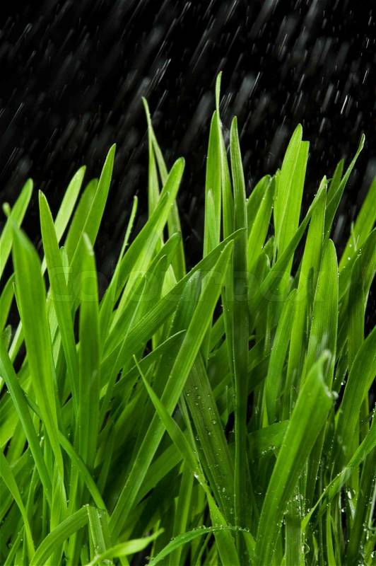 Green grass and rain, stock photo