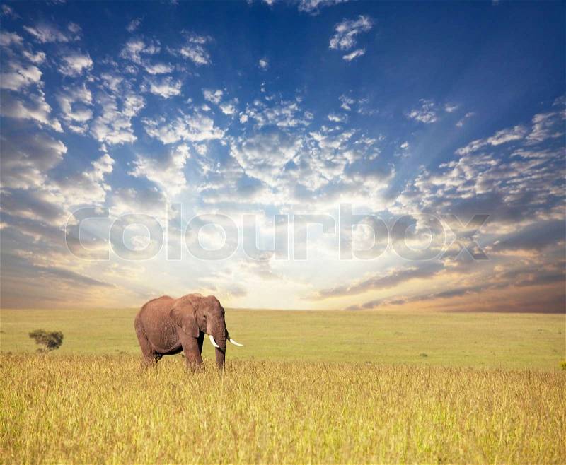 Elephant in savannah, stock photo