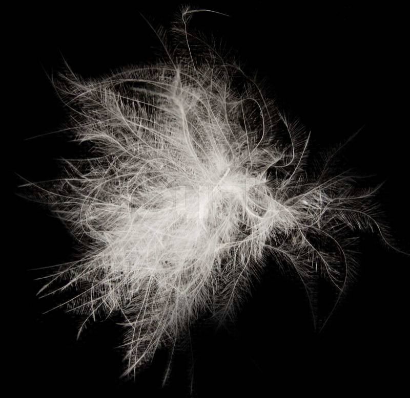 Feather on the black background, stock photo