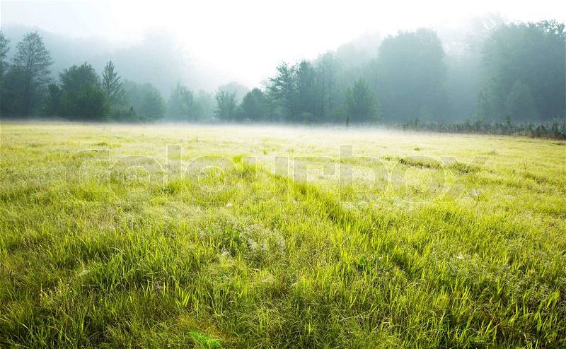 Summer meadow, stock photo
