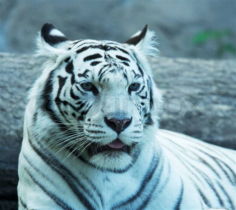 White tiger, stock photo