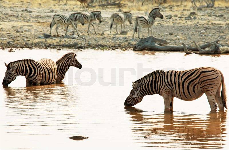 Zebra, stock photo