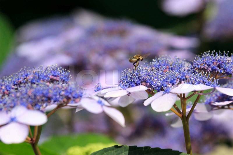 The blue hydrangea with a bee, stock photo