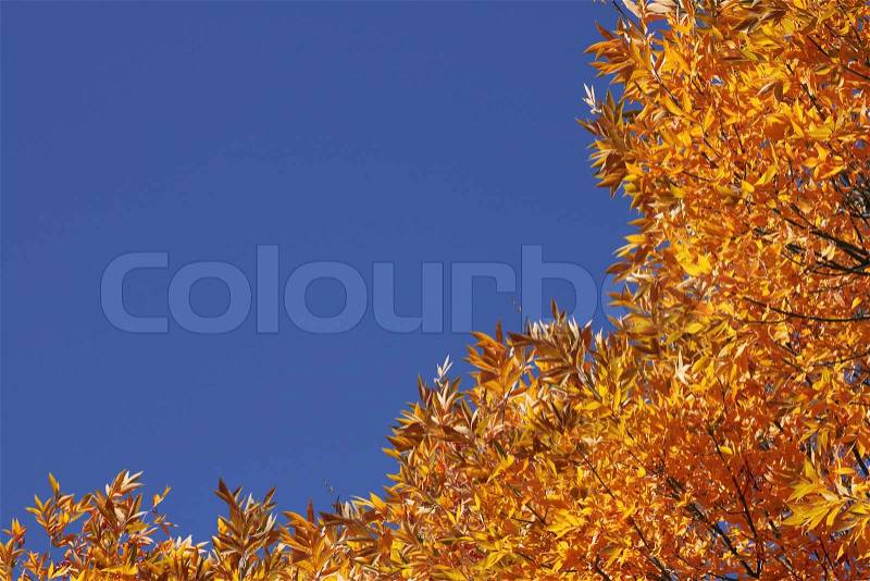 Top of trees over blue sky at fall, stock photo
