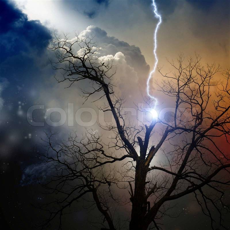 Tree struck by lightning, stock photo