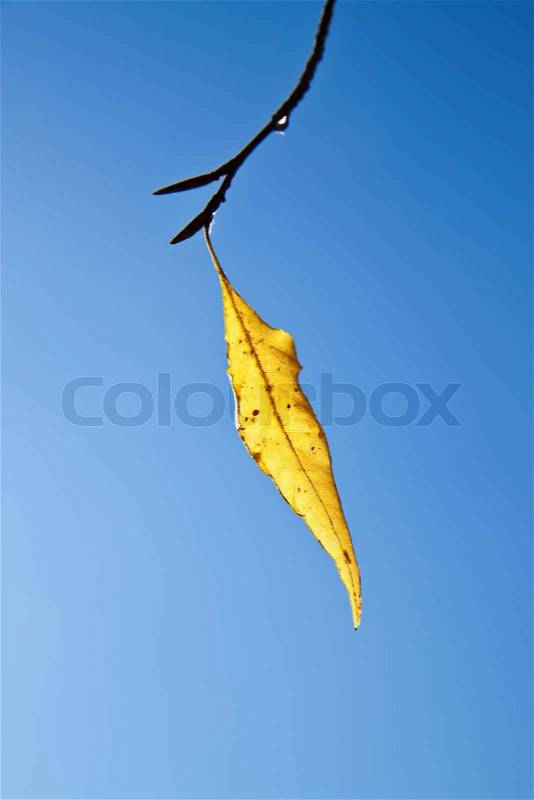 Yellow fall leafs on blue sky background, stock photo
