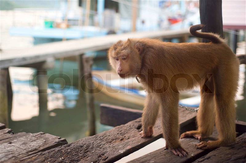 Sad monkey, stock photo