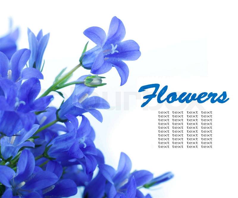 Flowers on a white background, dark blue hand bells, stock photo