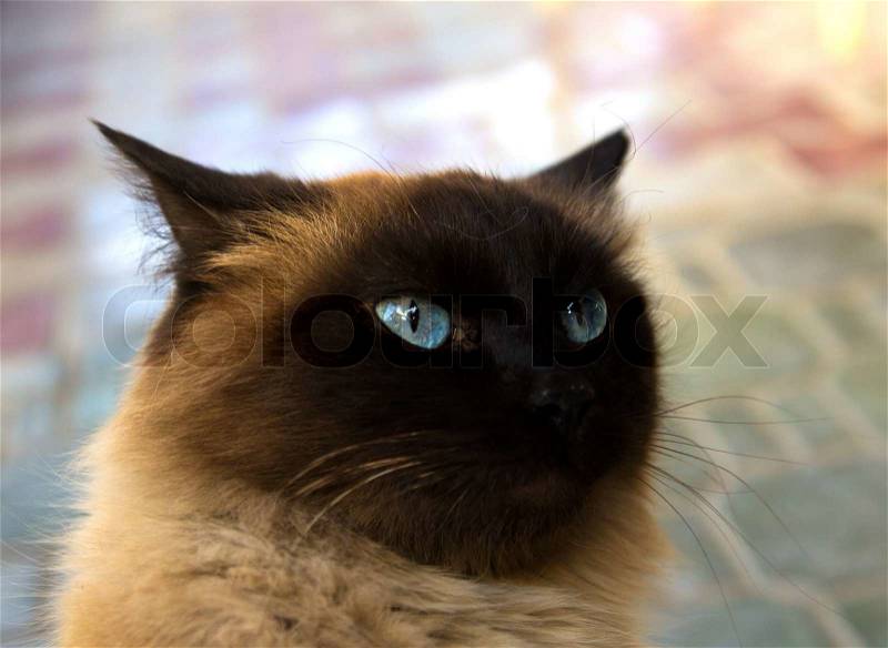 Siamese cat with dark blue eyes a portrait, stock photo