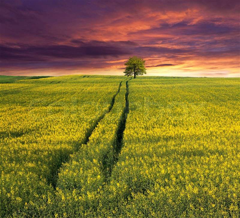 Summer Landscape with a field of yellow flowers Sunset, stock photo