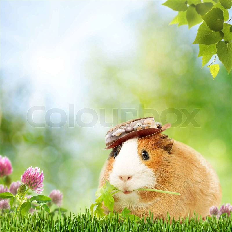Abstract natural backgrounds with funny guinea pig, stock photo