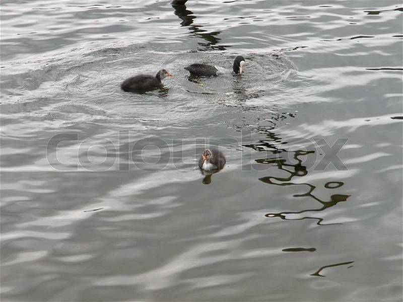 Duck and ducklings, stock photo
