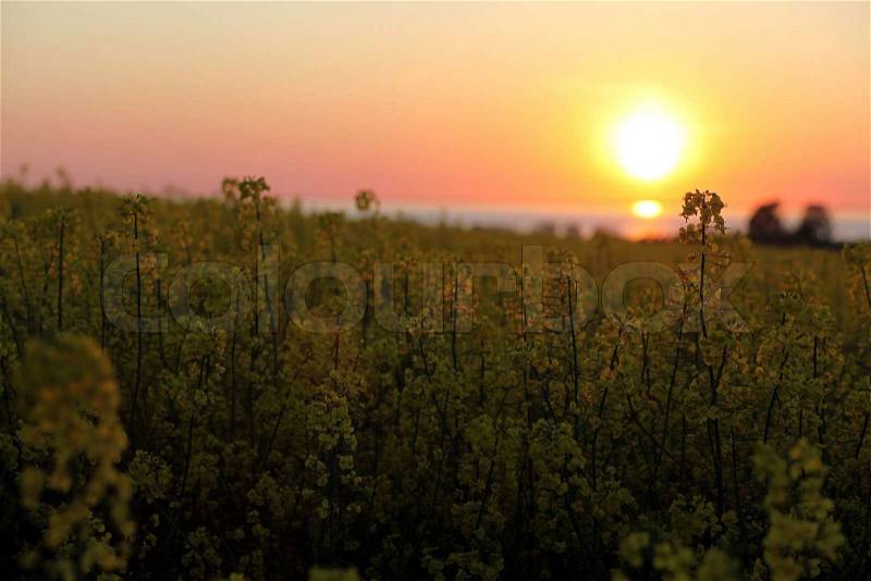 Sunset over rapeseed field and sea, stock photo