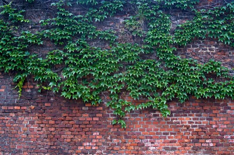 Old brick wall overgrown with vine, stock photo
