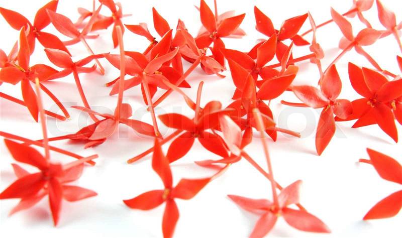 Beautiful small red flowers scattered on white background, stock photo