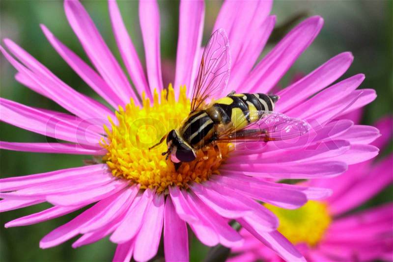 Aster flower with an bee, stock photo