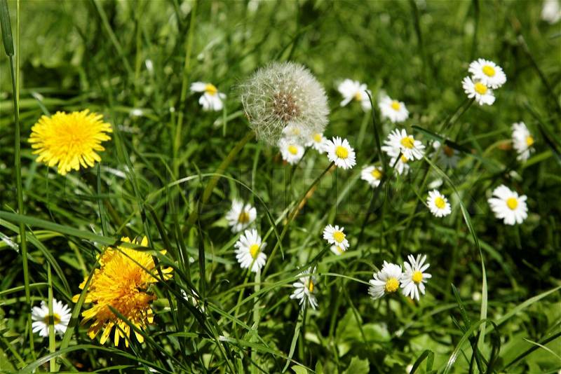 Wildflowers in the green grass, stock photo