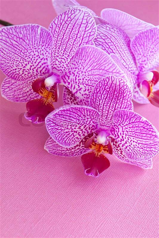 Pink orchids on pink textured paper, stock photo