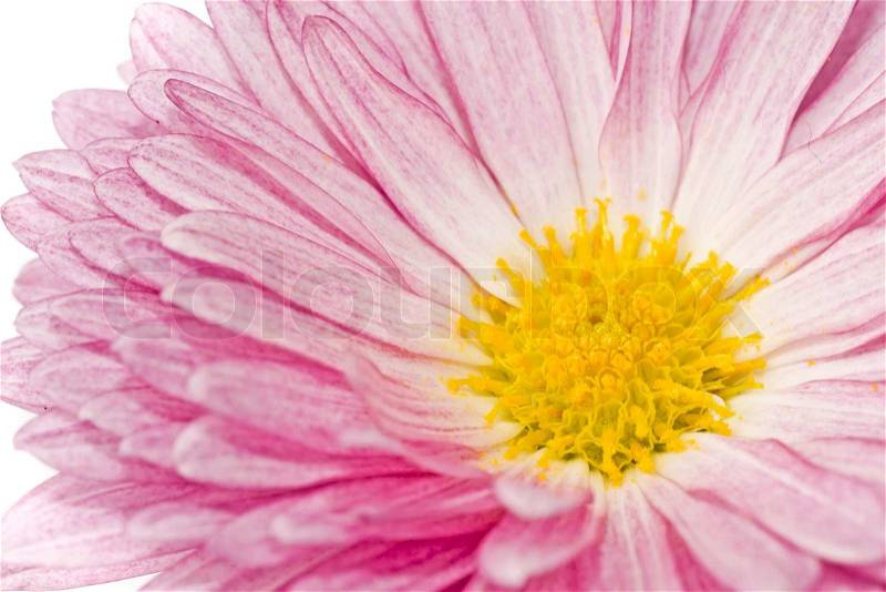 Close-up of golden-daisy or chrysanthemum, stock photo