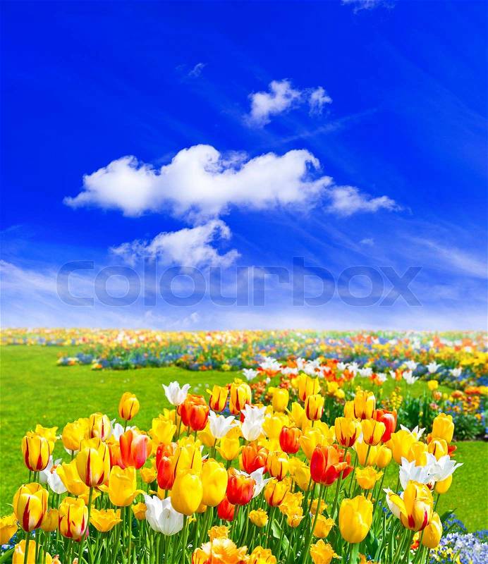 Spring landscape with flowers and blue sky, stock photo