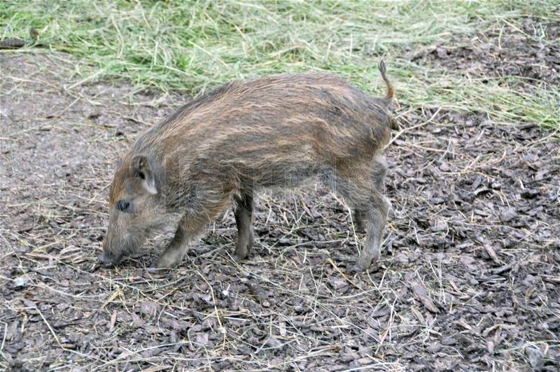 Wild boar piglet, stock photo