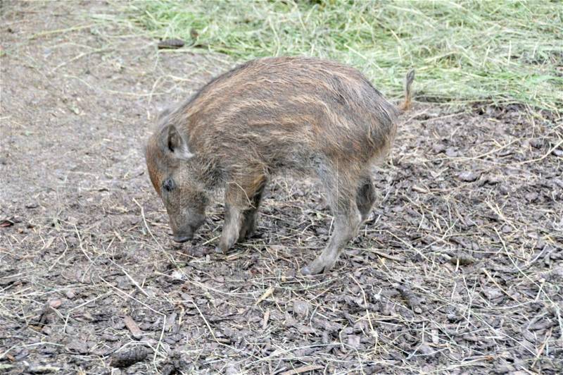 Wild boar piglet, stock photo