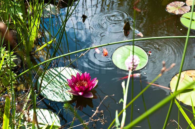 Garden pond with lily flower and Kois, stock photo