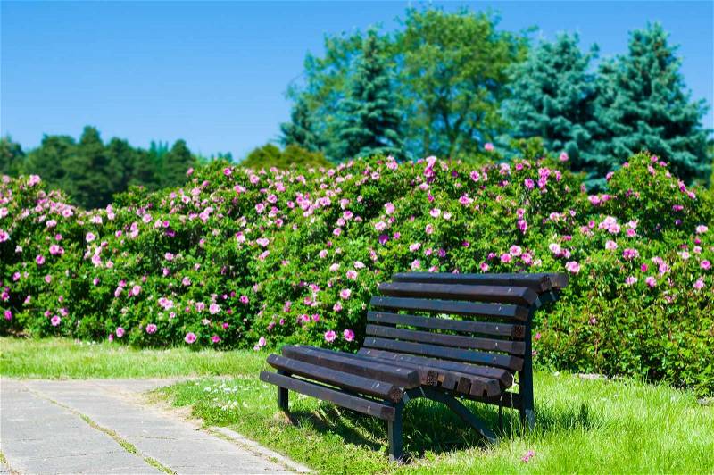 Empty wooden park bench on a sunny day, stock photo