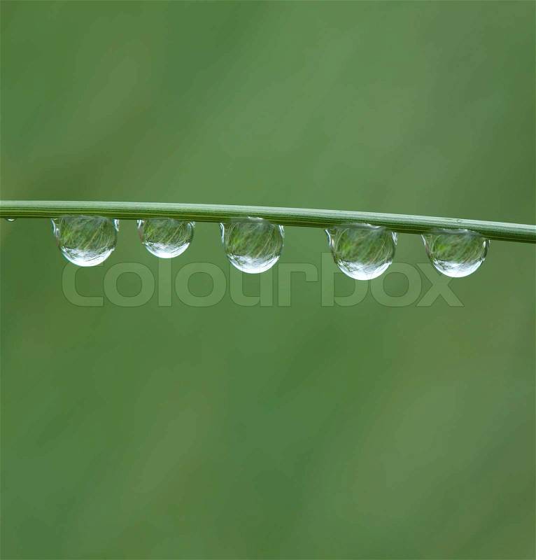 Rain drops on grass blade, stock photo