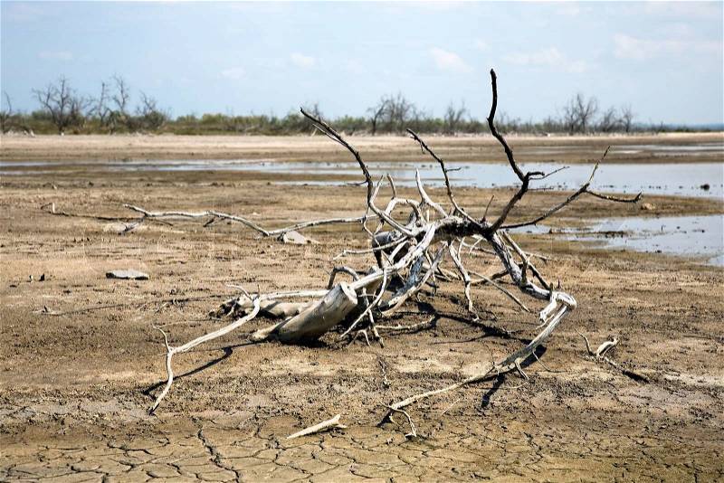Dry tree on land with cracked ground, stock photo