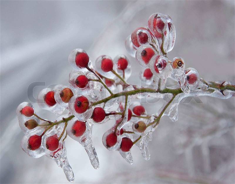 Dog rose covered with ice after an ice storm, stock photo