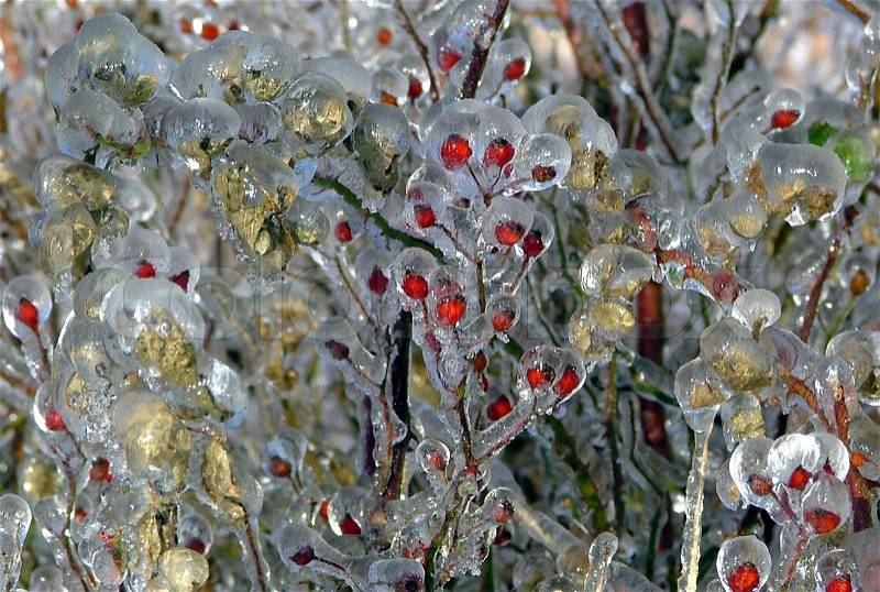Barberry shrub covered with ice after an ice storm, stock photo