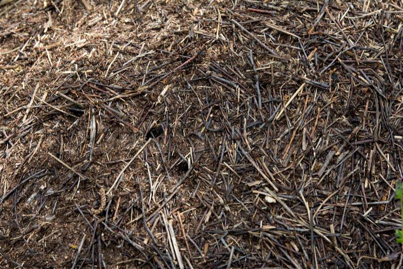 Nest of ants in nature, stock photo