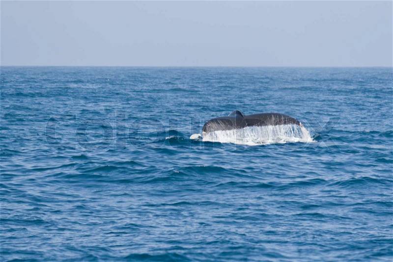 Humpback whale fluking tail in the Pacific ocean, stock photo