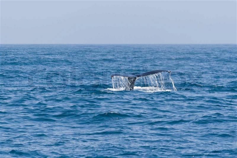 Humpback whale fluking tail in the Pacific ocean, stock photo