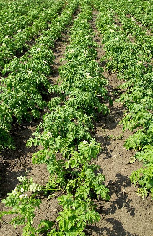 Potato plants in rows on potato field in summer, stock photo