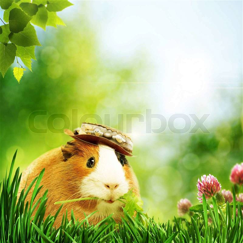 Funny guinea pig or cavia Abstract natural backgrounds, stock photo