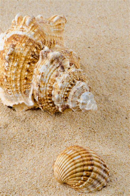 Sea shell and conch on sand, stock photo