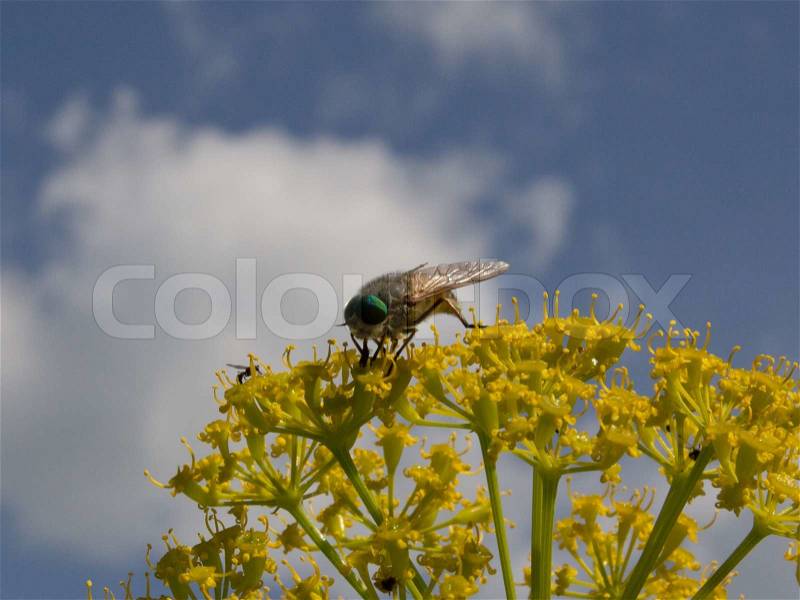 Fly to the yellow color, stock photo