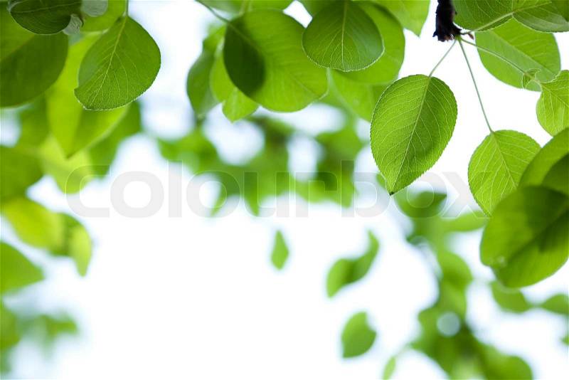 Green leaves border with bokeh background, stock photo