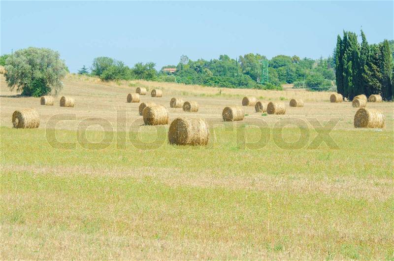 Field with rolls of hay on summer day, stock photo