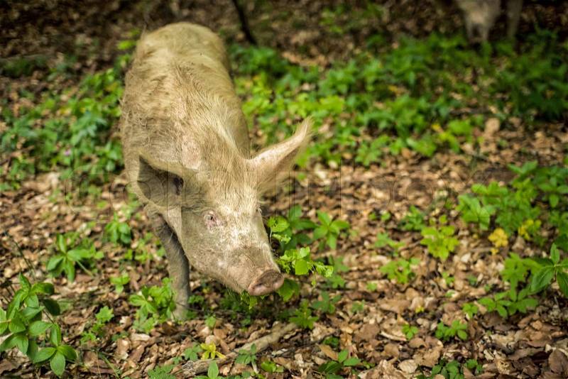 The pig eats the leaves in the wild forest, stock photo
