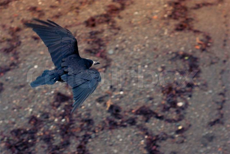 Seaside Raven Flying, stock photo