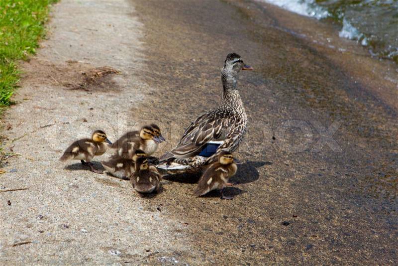 Мом duck and ducklings, stock photo