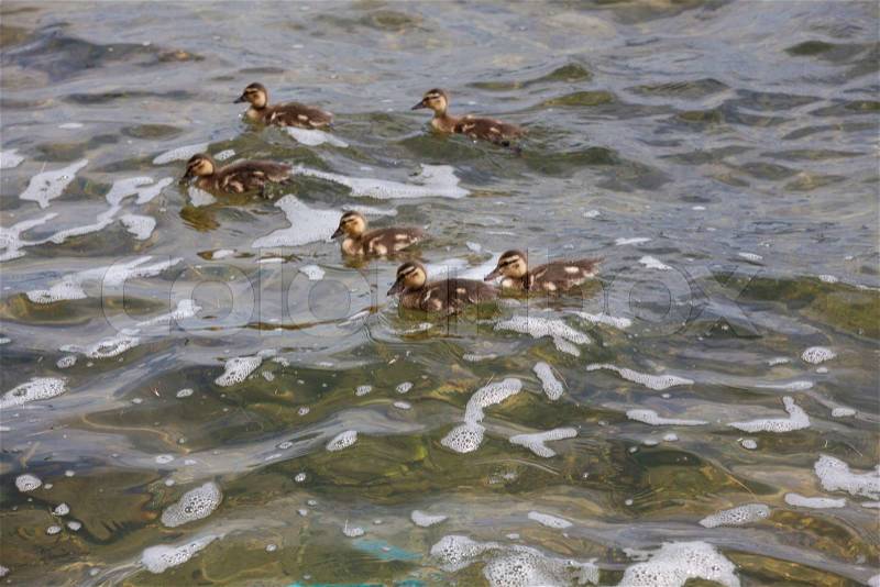 Мом duck and ducklings, stock photo