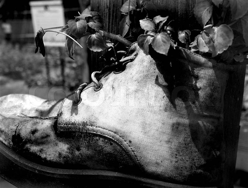 Old boot used as a flower pot in B&W, stock photo