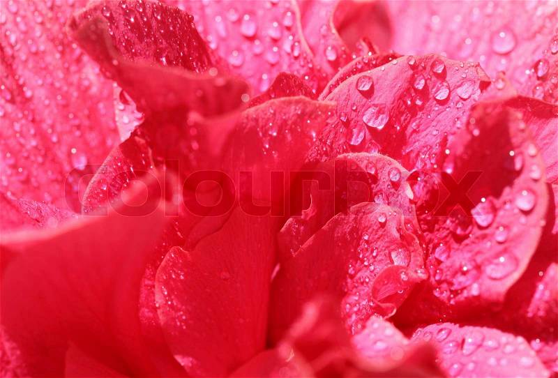 Abstract romantic flower vintage background texture pattern, stock photo