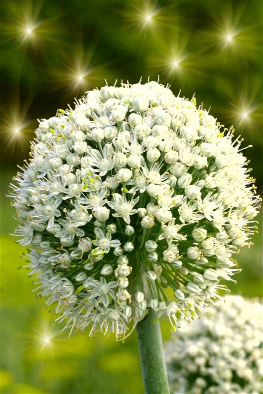 The onion flower the green background with stars, stock photo