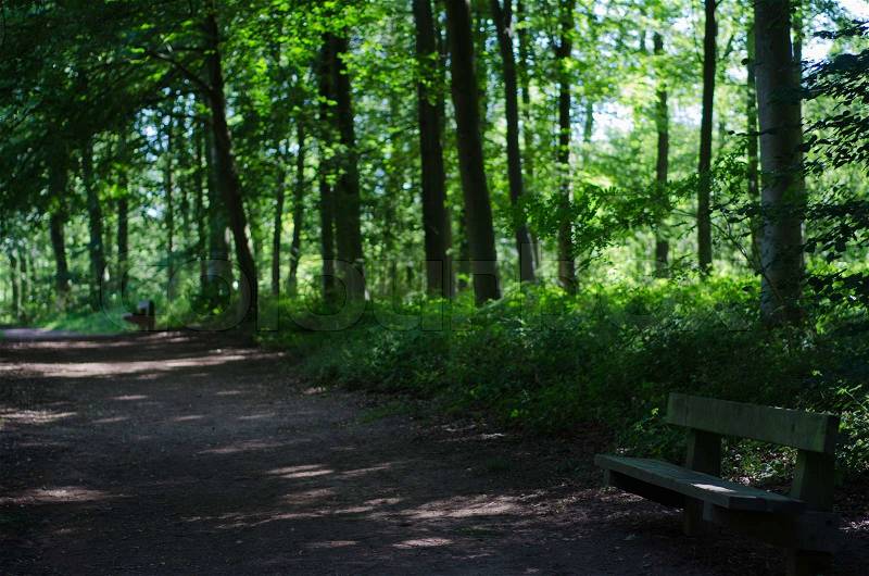 An empty wooden bench with mixed forest in the background, stock photo